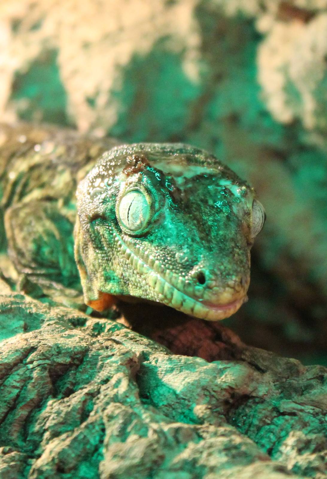 New Caledonian giant gecko