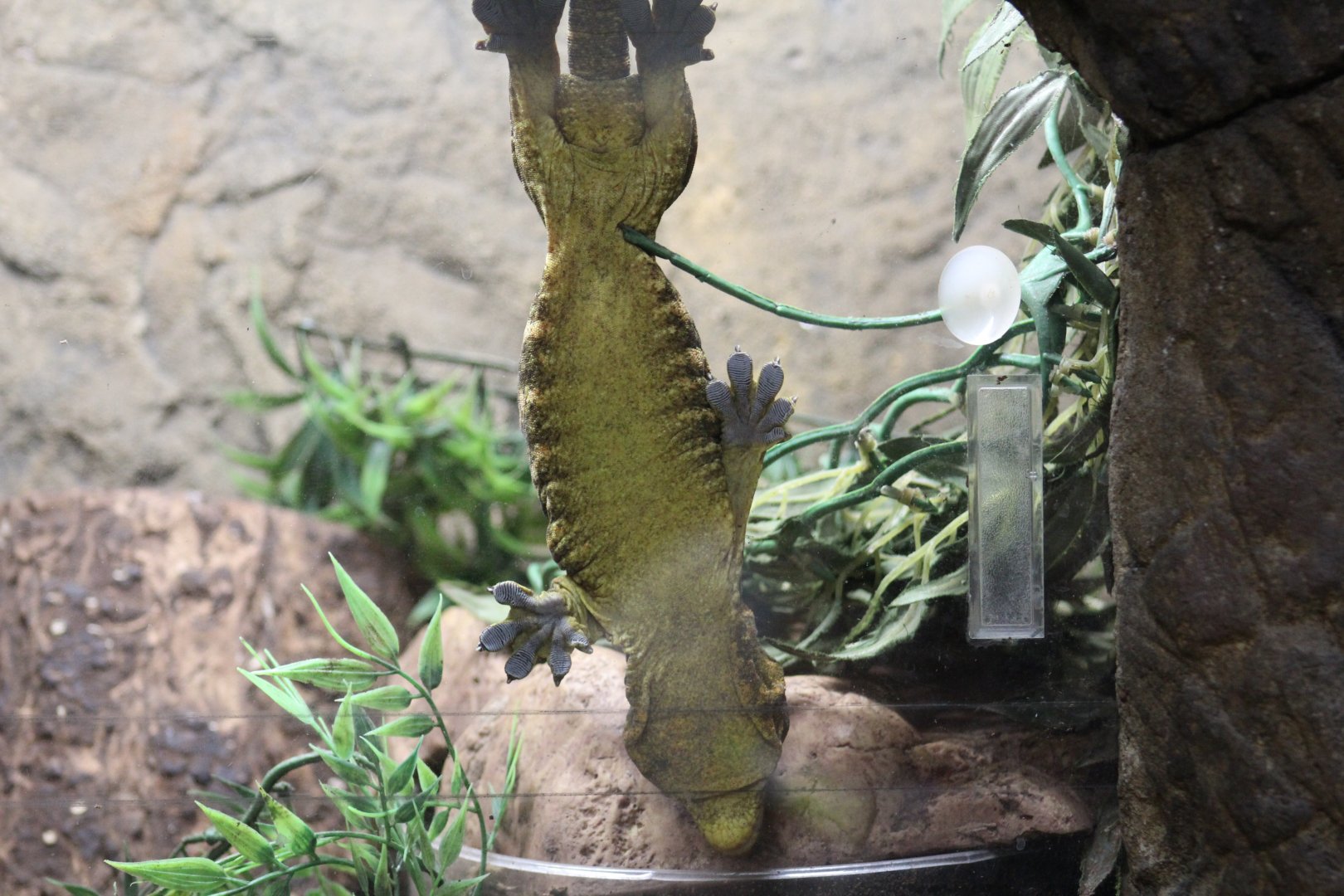 New Caledonian Giant Gecko