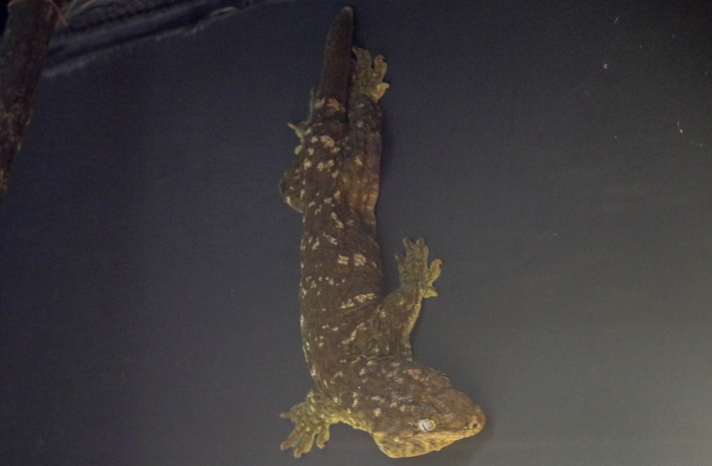 New Caledonian Giant Gecko