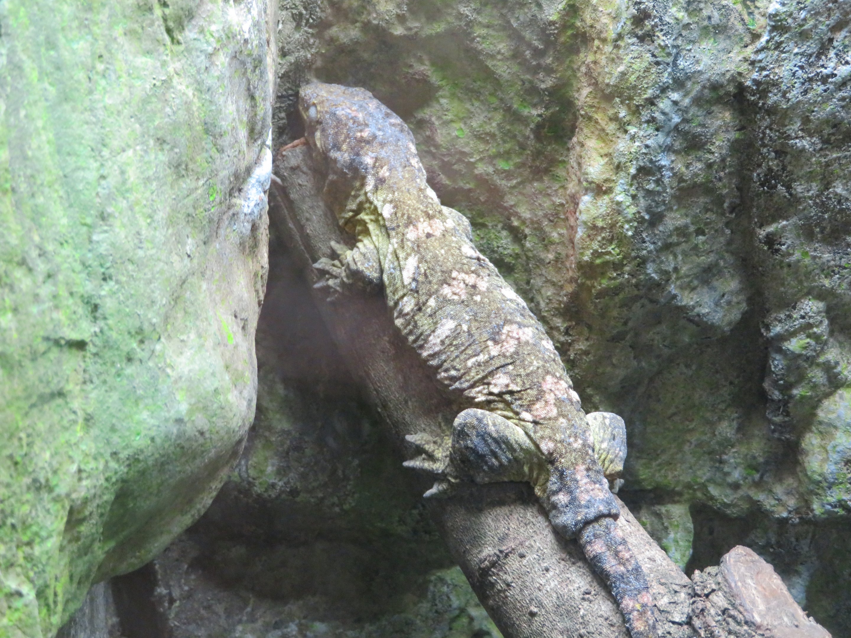 New Caledonian Giant Gecko
