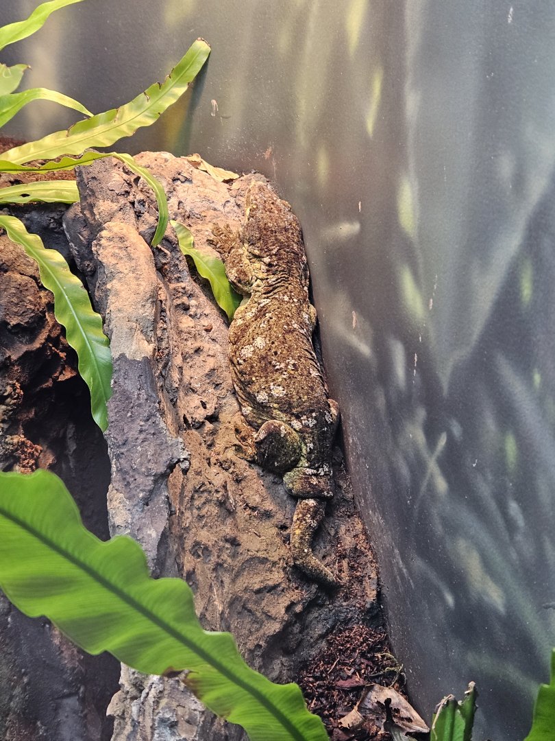 New Caledonian giant gecko