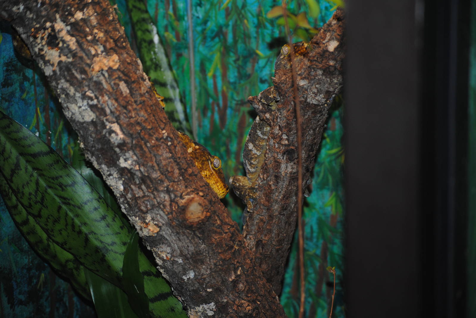 New Caledonian Giant Geckos