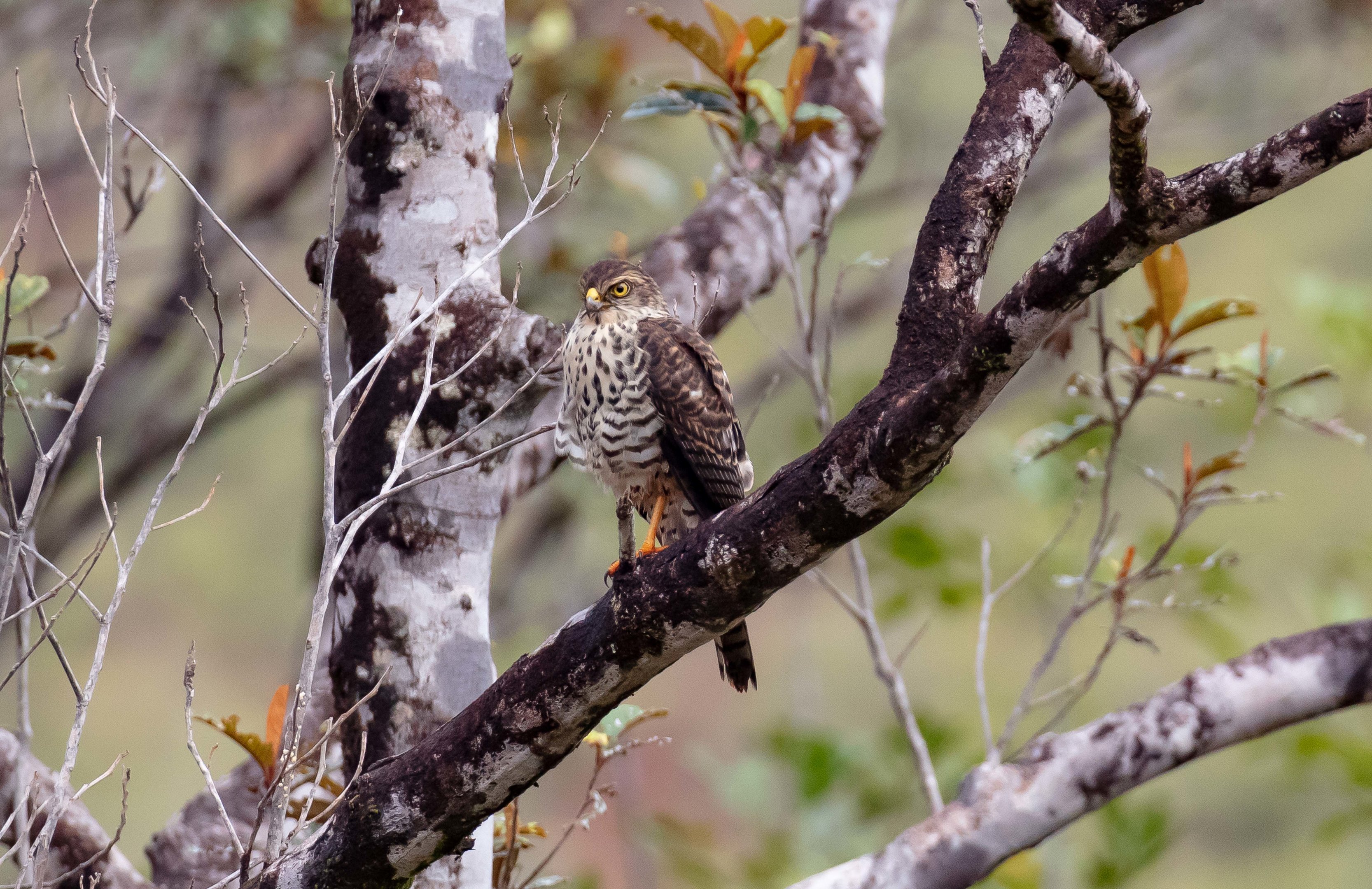 New Caledonian Goshawk (juvenile)