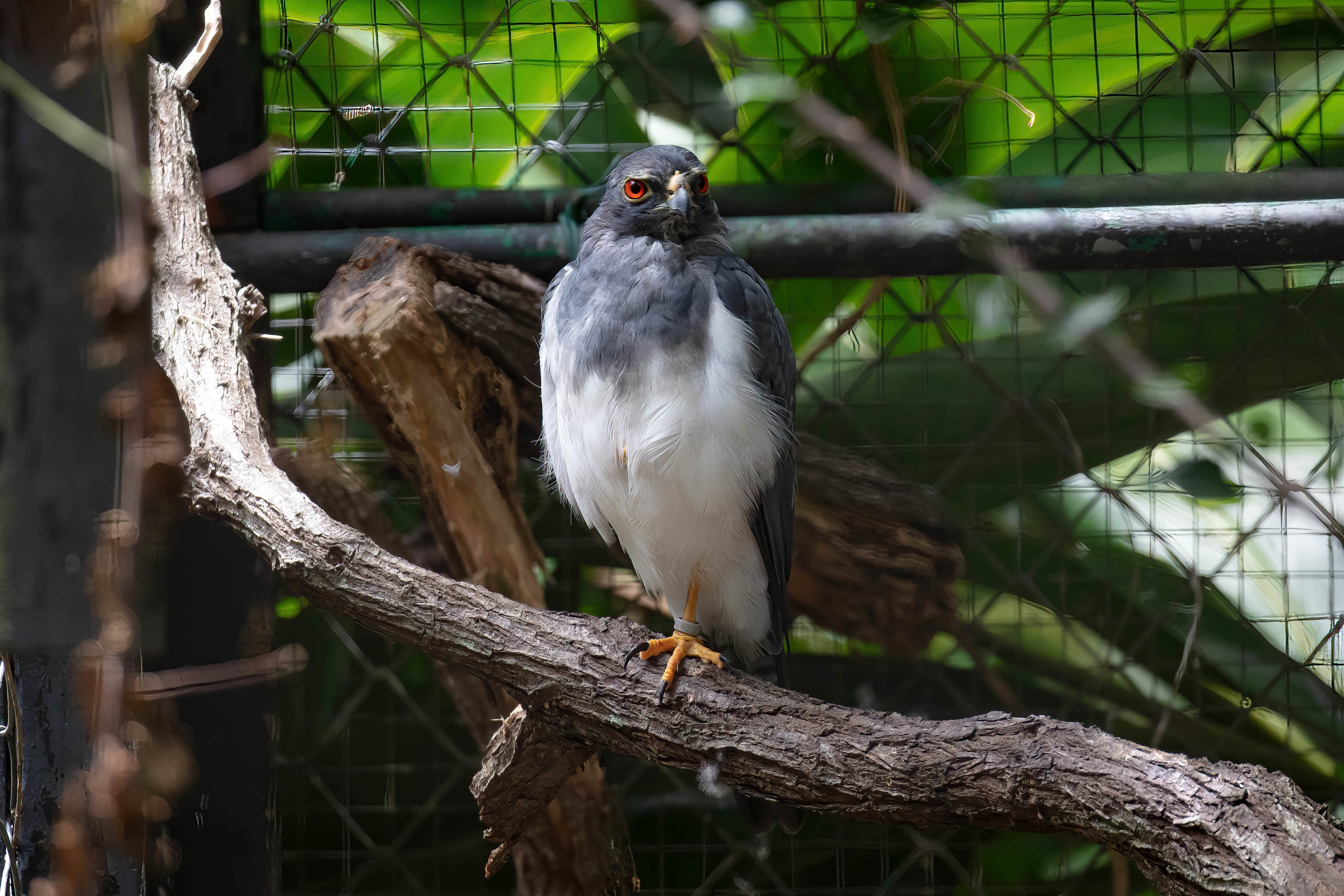 New Caledonian Goshawk