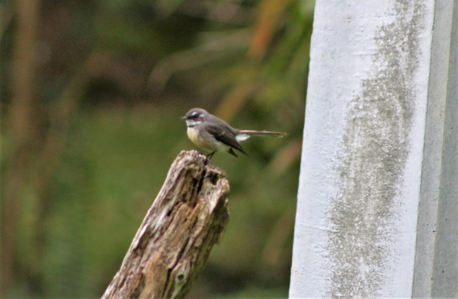 New Caledonian Grey Fantail (Rhipidura albiscapa bulgeri)