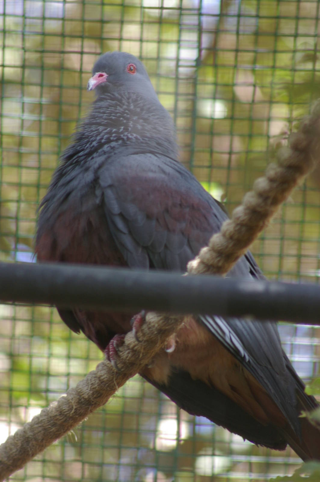 New Caledonian imperial pigeon (Ducula goliath)