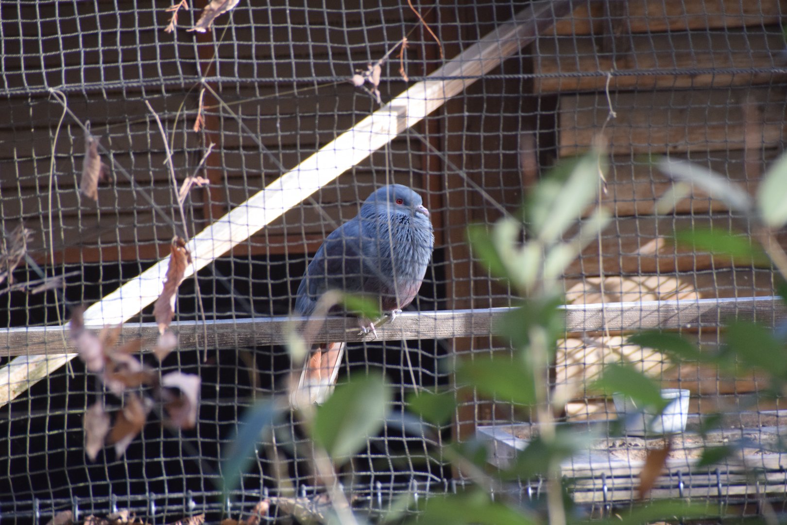 New Caledonian imperial pigeon - Saitama Children's Zoo
