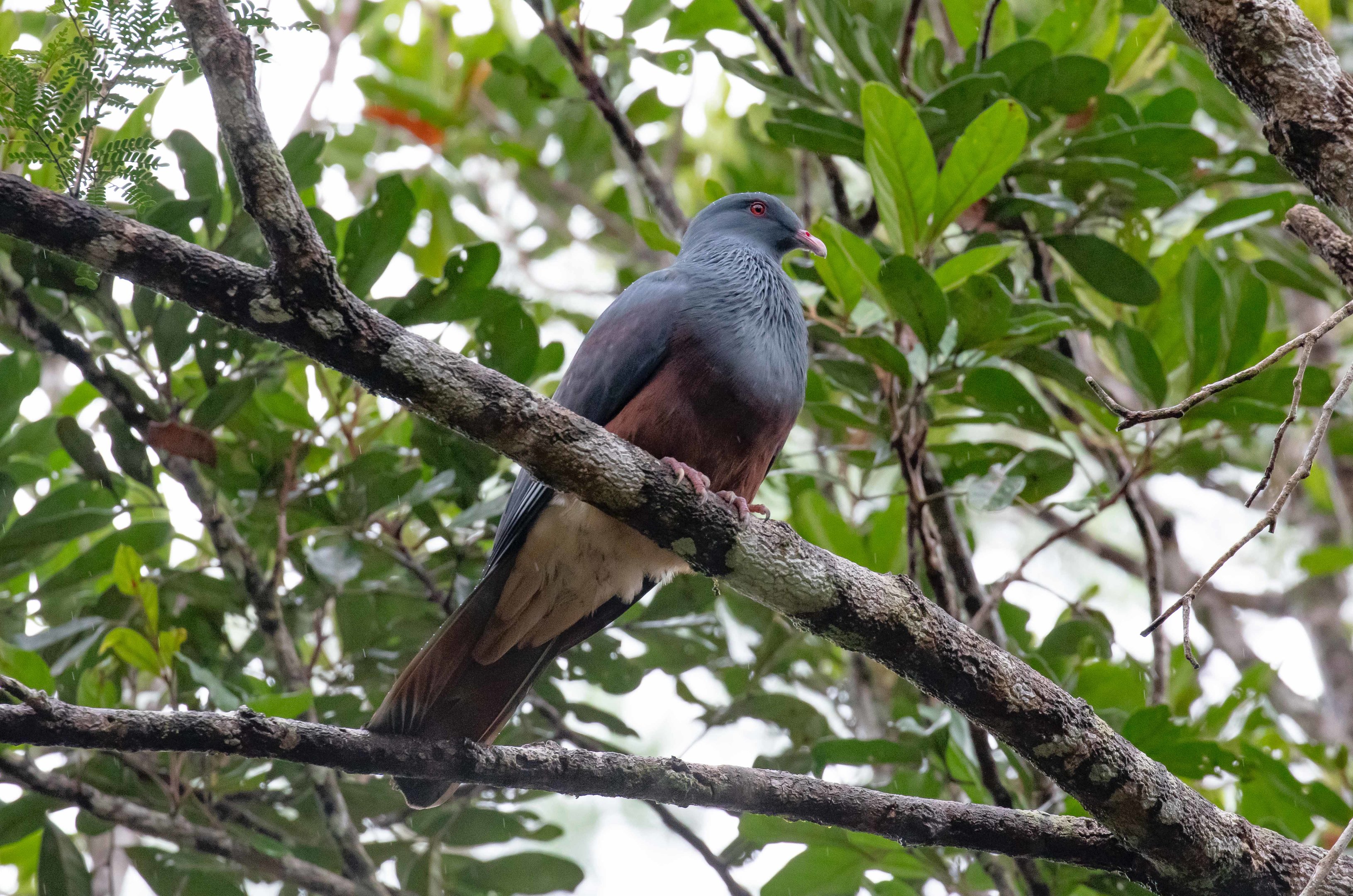 New Caledonian Imperial Pigeon