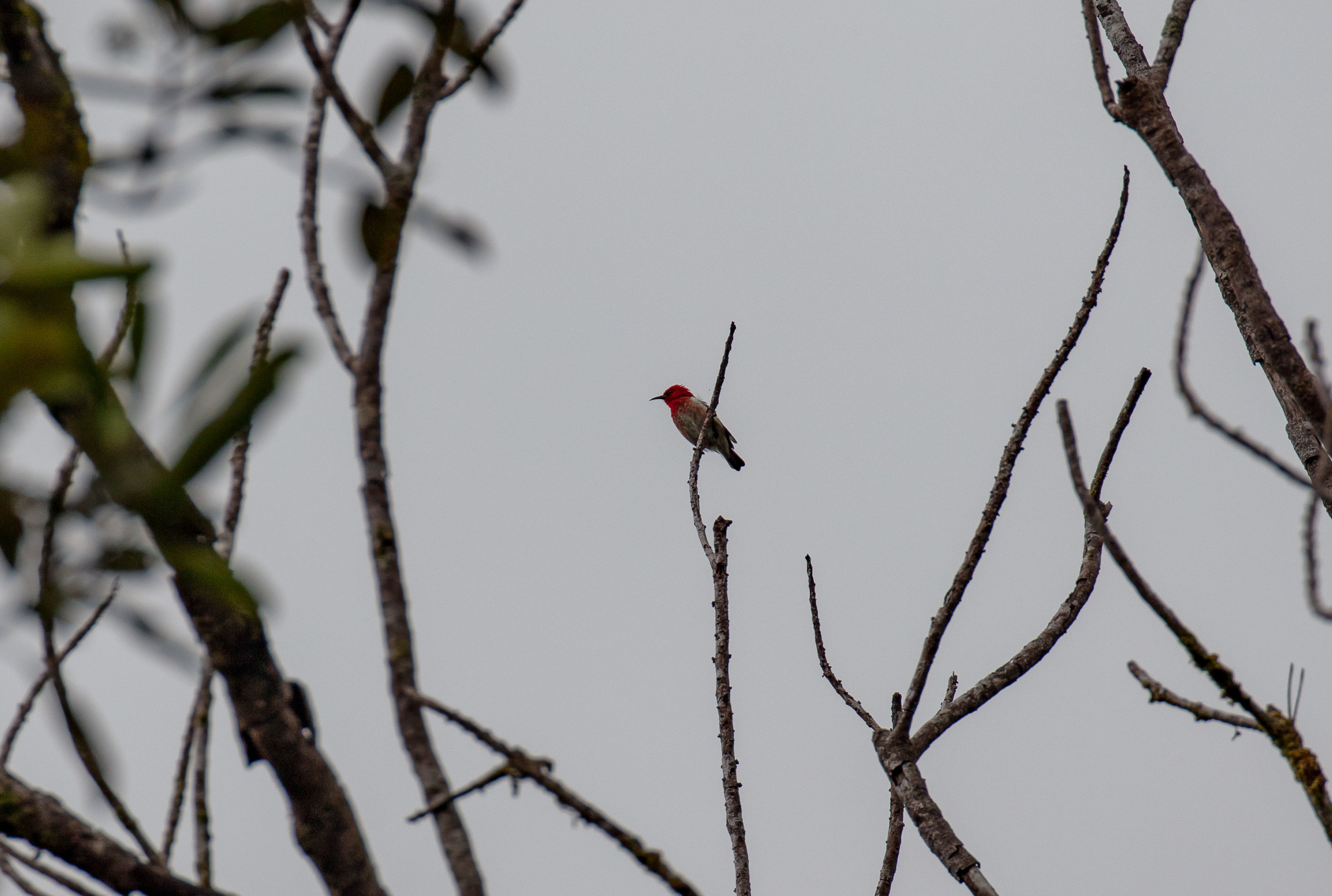 New Caledonian Myzomela