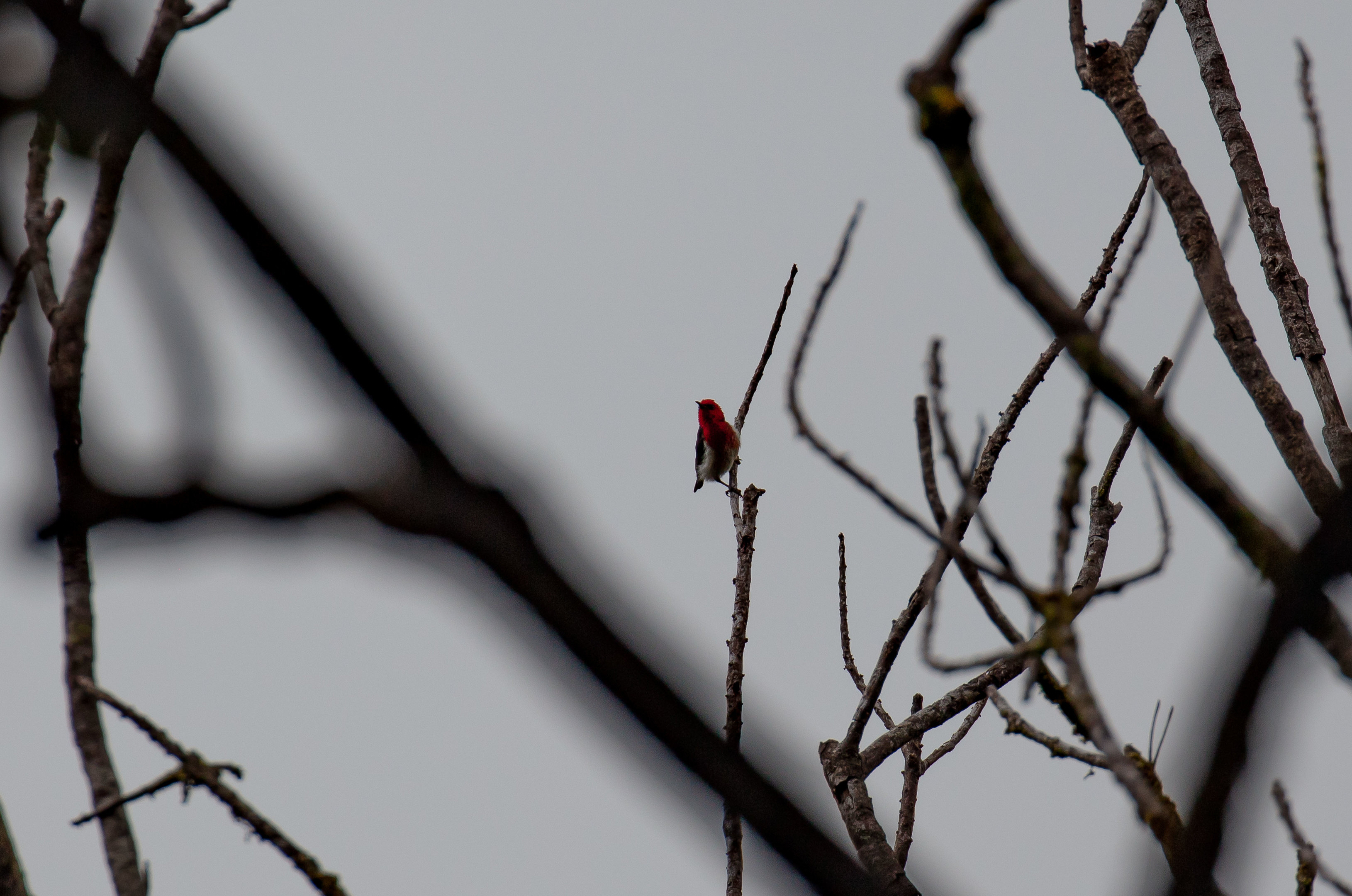 New Caledonian Myzomela