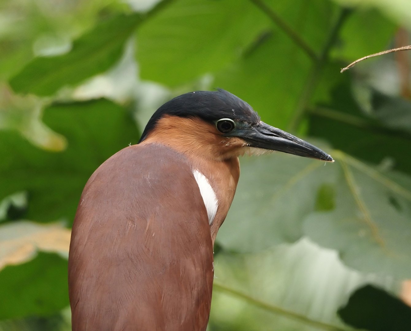 New Caledonian nankeen night heron (Nycticorax caledonicus caledonicus), 2024-05-23