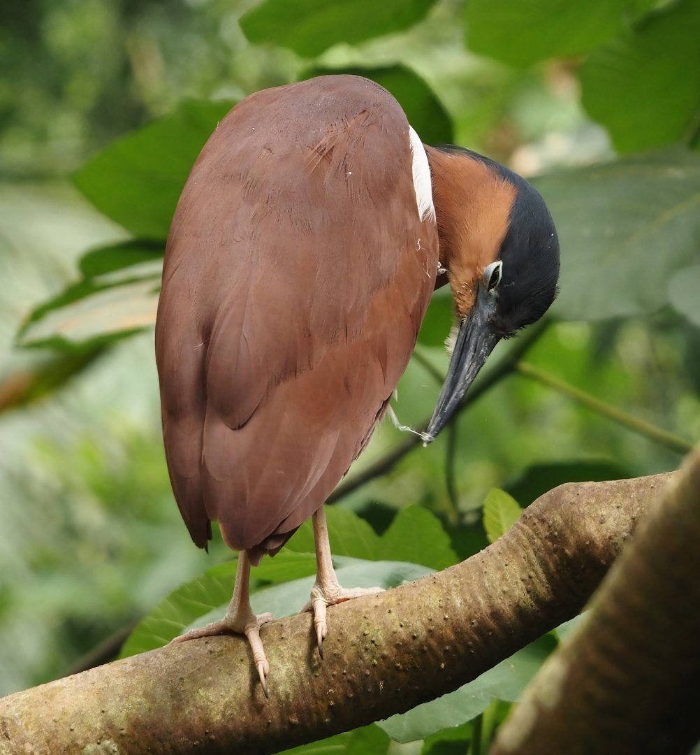 New Caledonian nankeen night heron (Nycticorax caledonicus caledonicus), 2024-05-23
