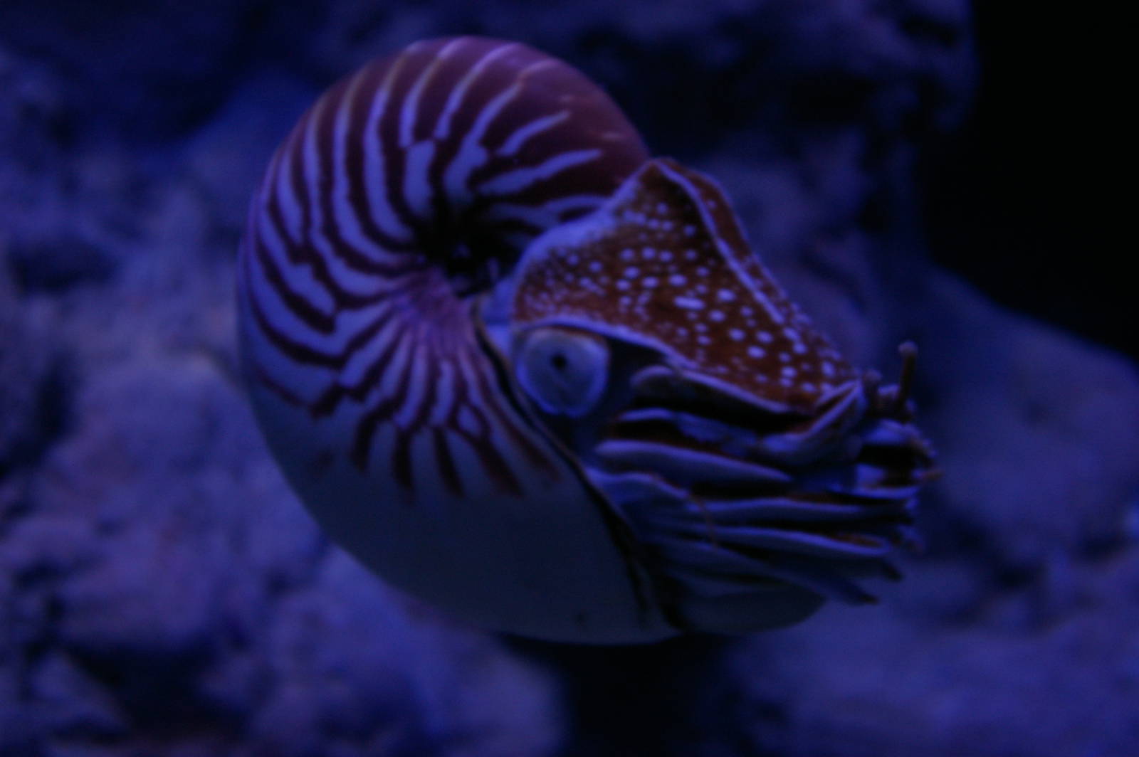 New Caledonian nautilus (Nautilus macromphalus)