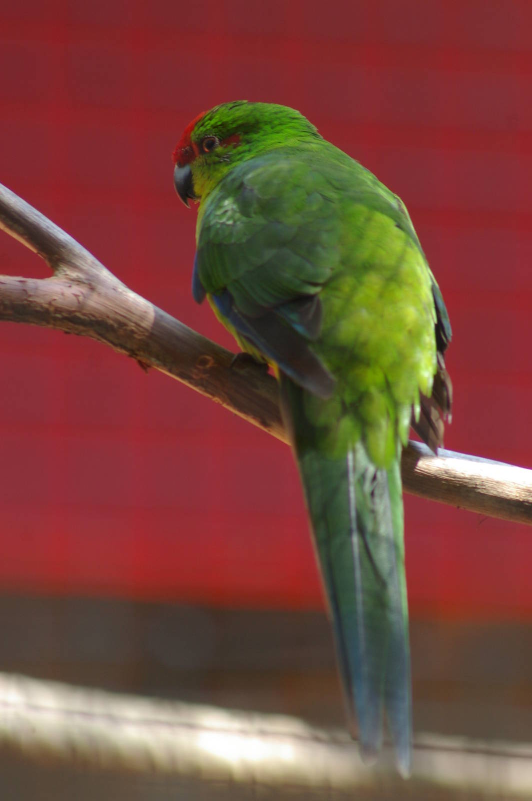 New Caledonian parakeet (Cyanoramphus saissetti)