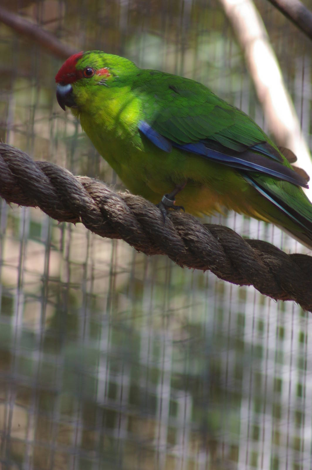 New Caledonian parakeet (Cyanoramphus saissetti)