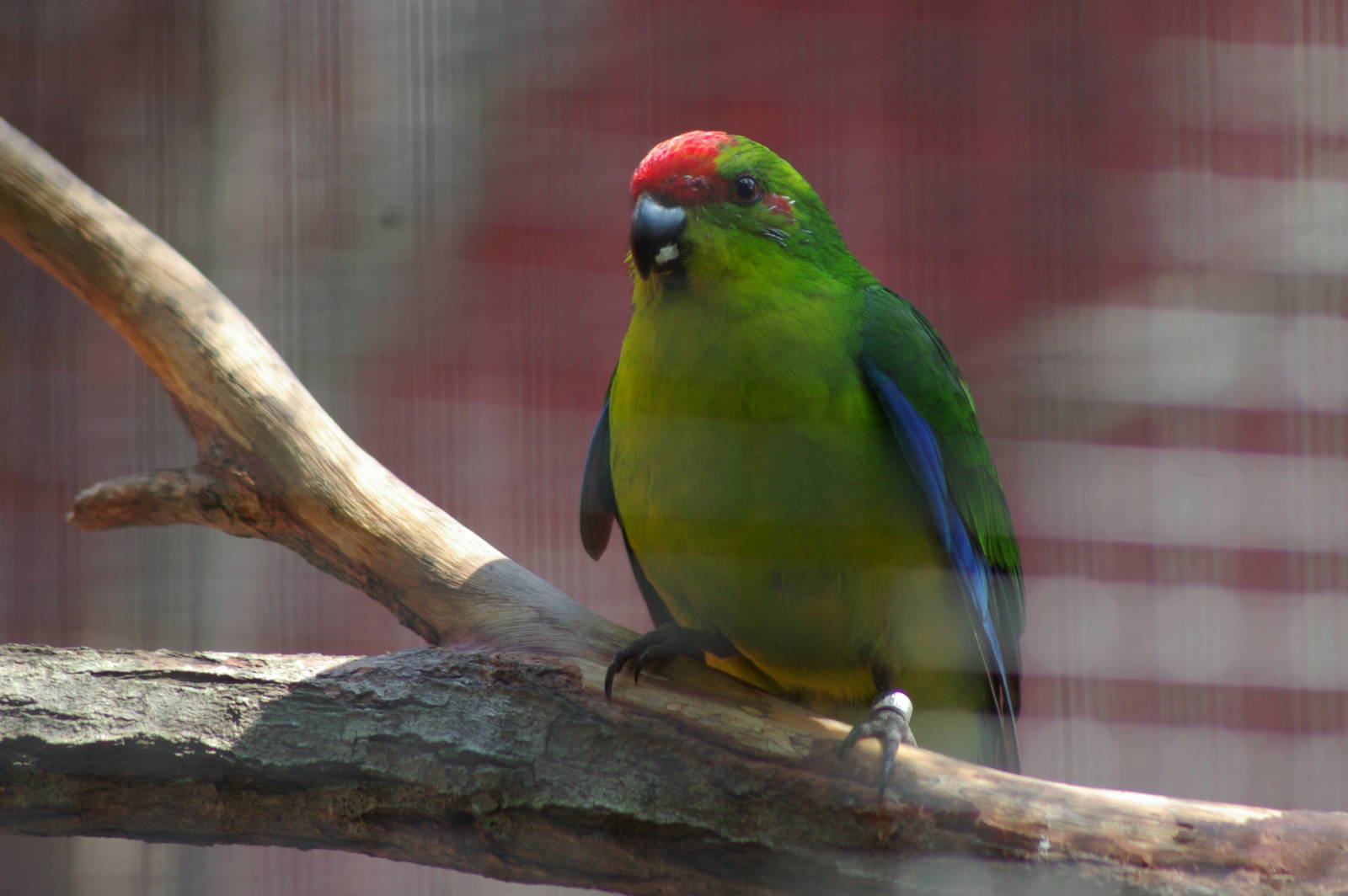 New Caledonian parakeet (Cyanoramphus saissetti)