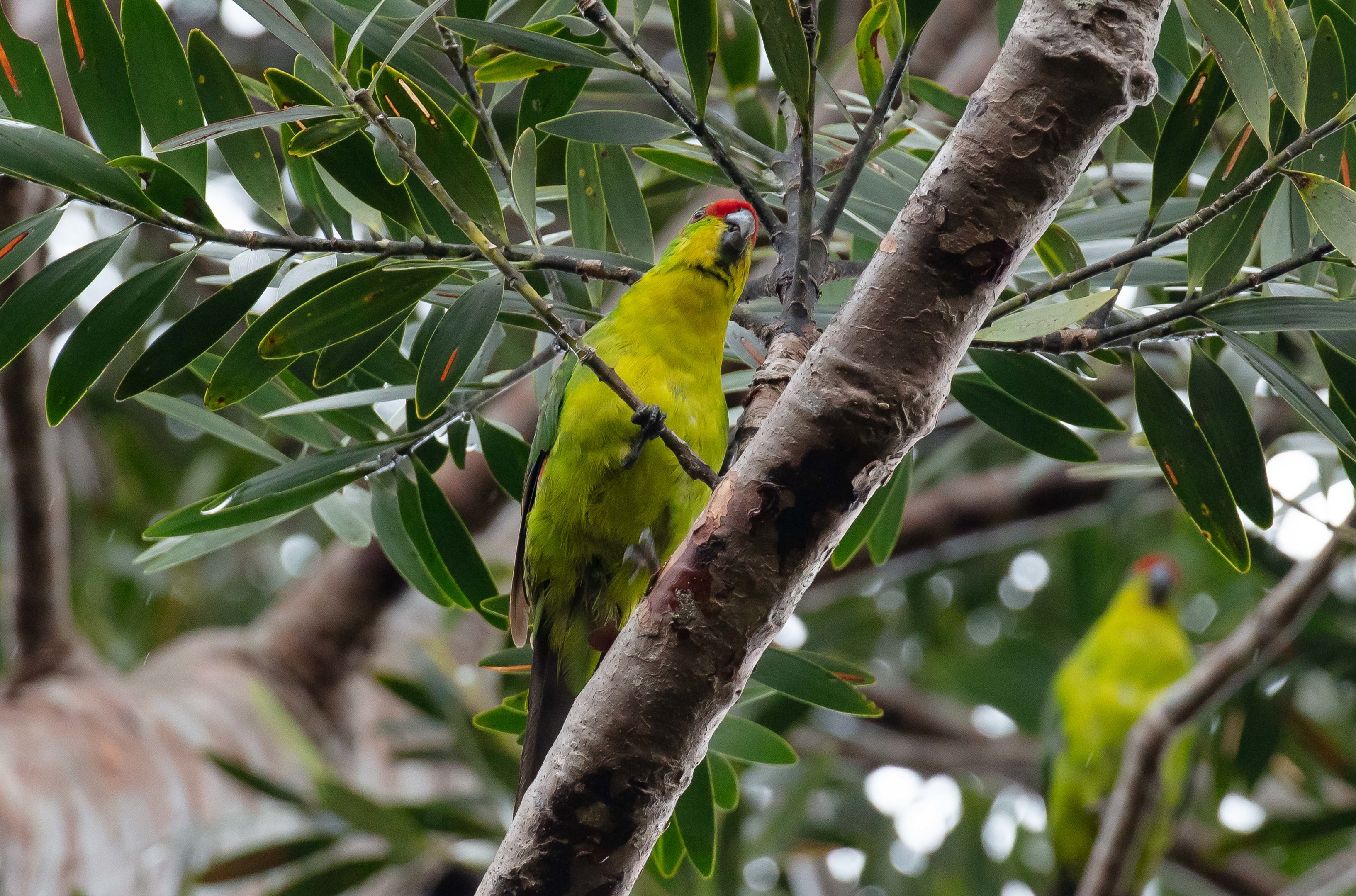 New Caledonian Parakeet