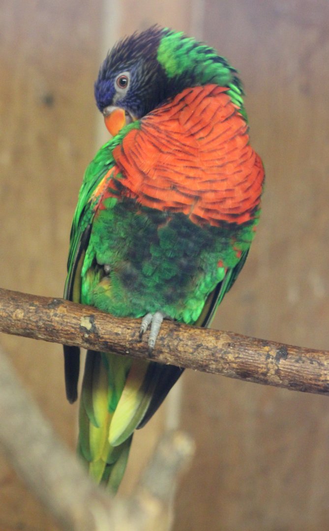 New Caledonian rainbow lorikeet