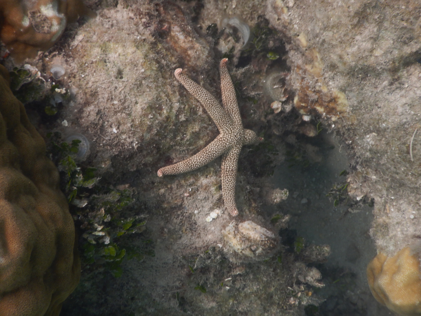 New Caledonian Seastar (Nardoa novaecaledoniae) - Green Island