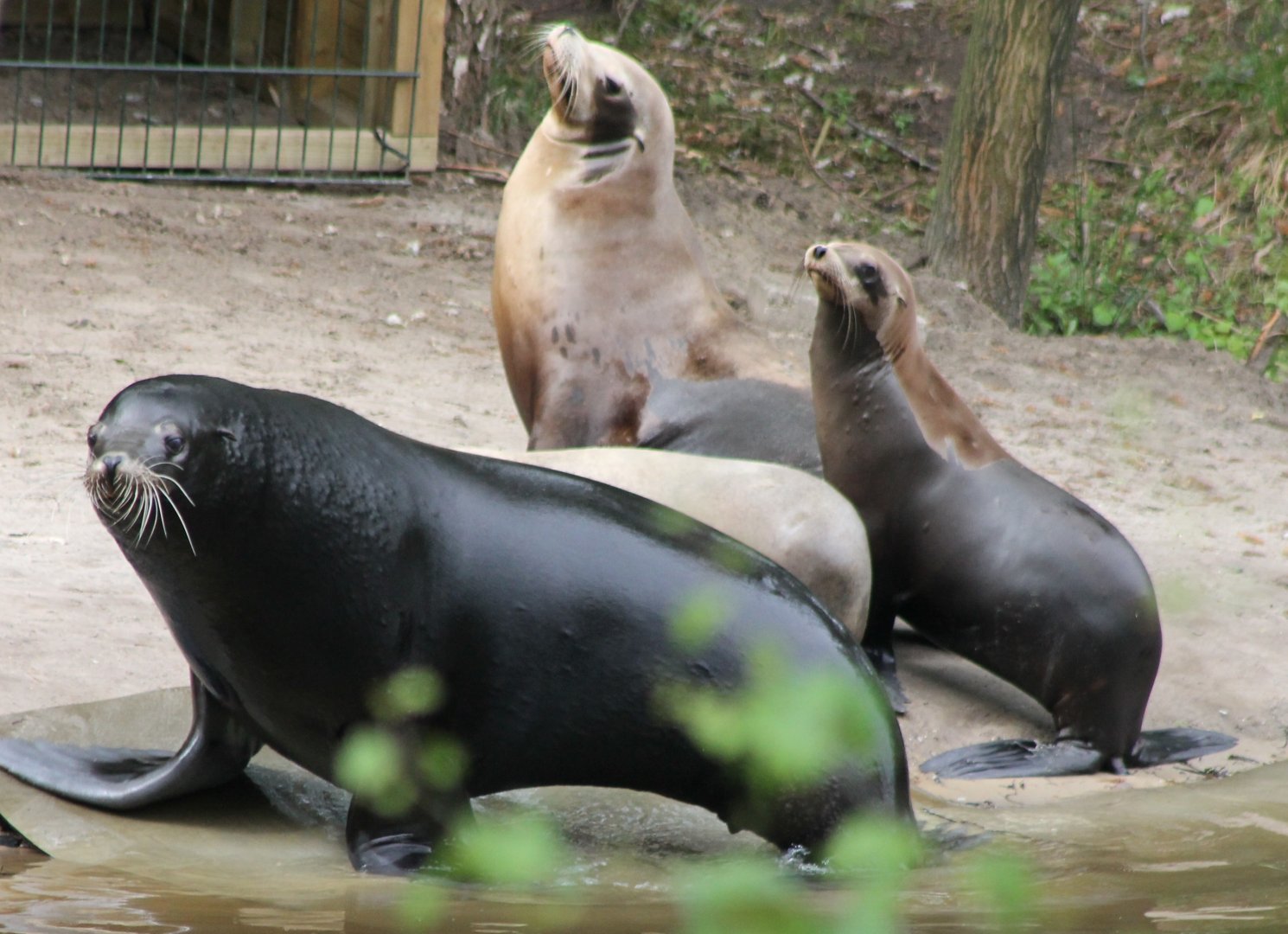 New Californian sea-lions