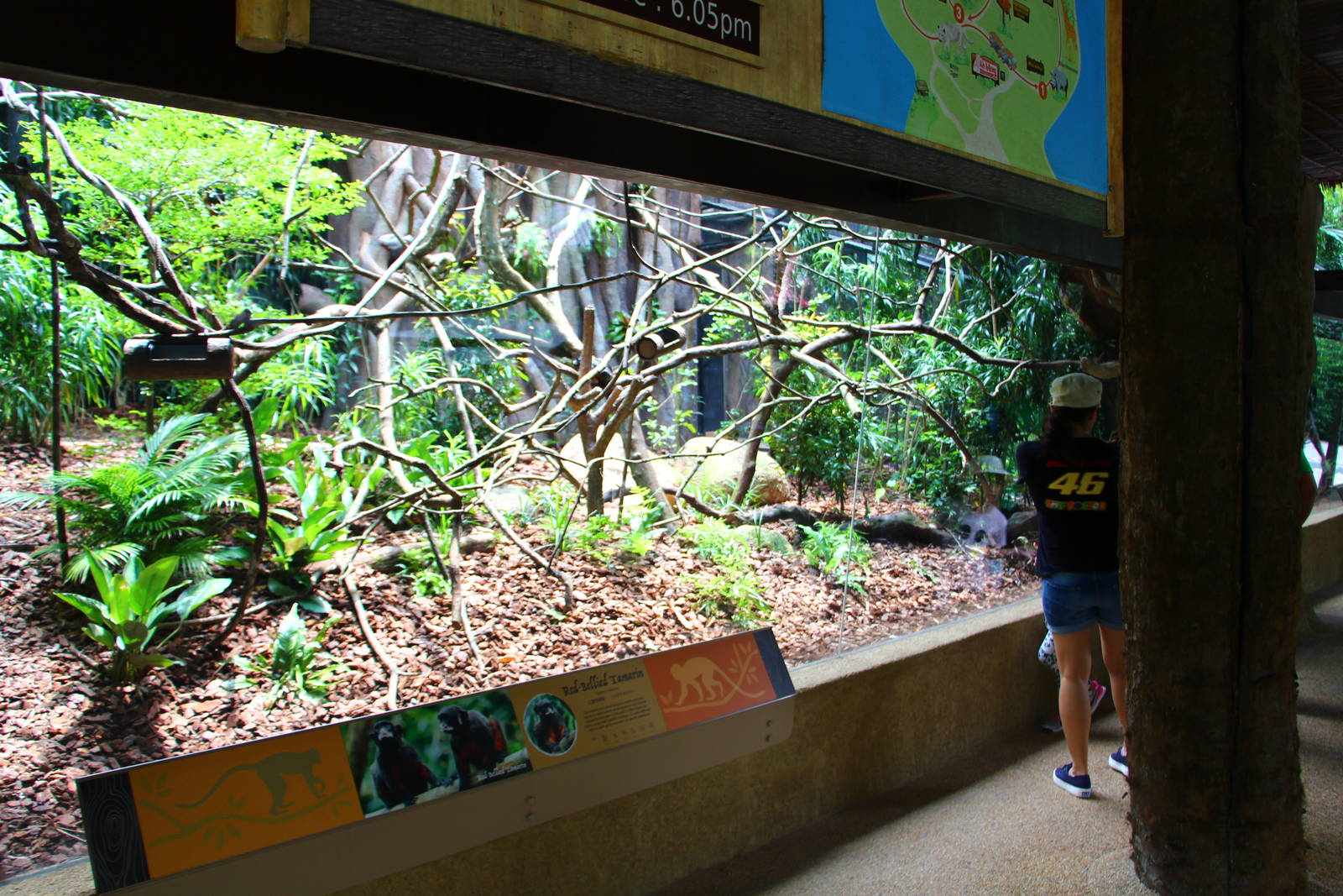 New Callitrichids exhibit