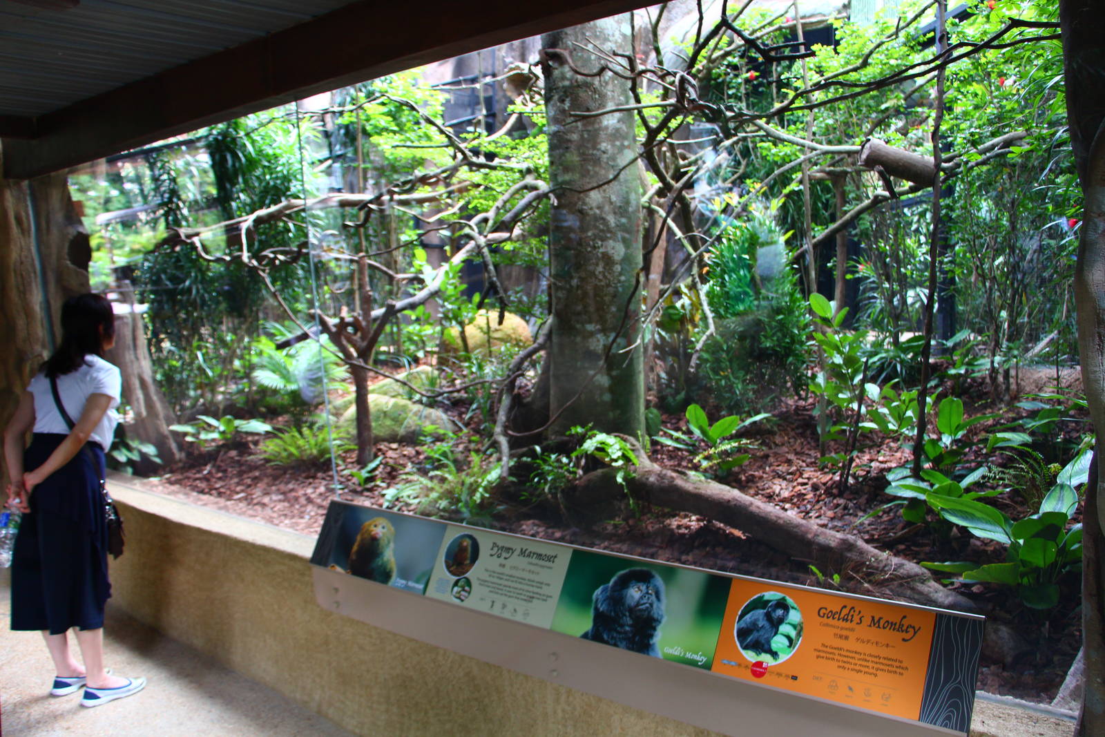 New Callitrichids exhibit