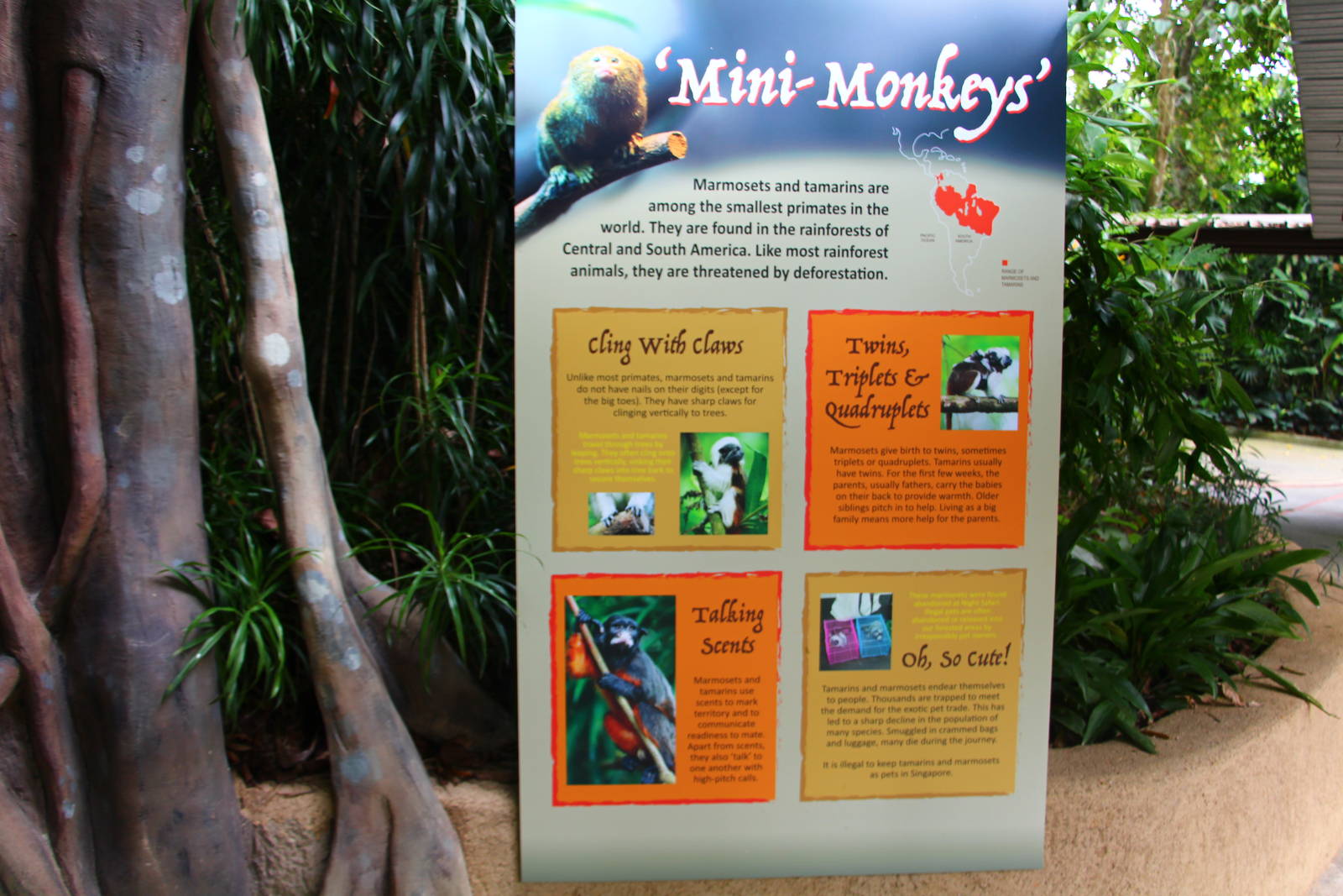 New Callitrichids exhibit