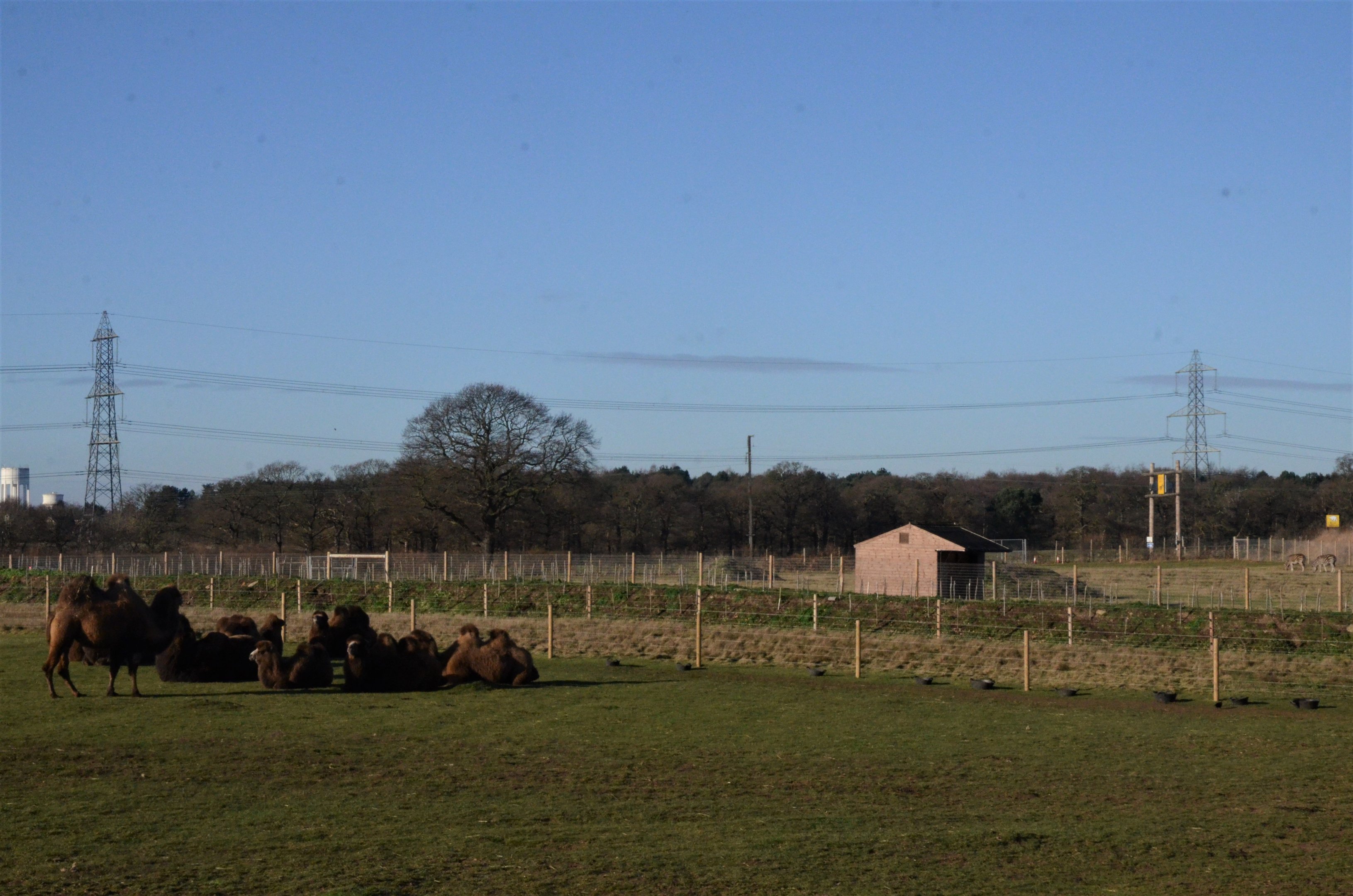 New Camel Paddock at Yorkshire WP, 14/01/17