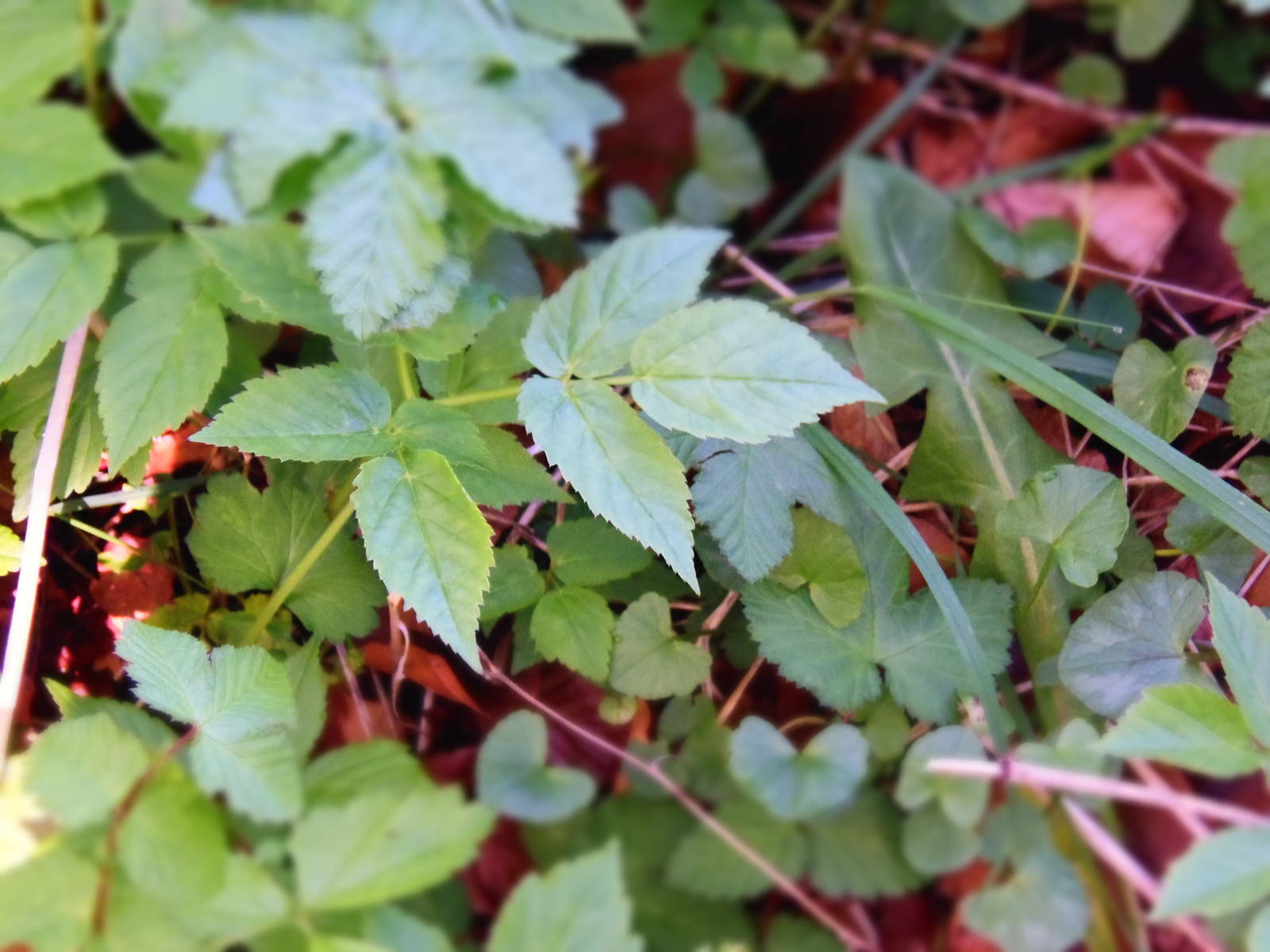 New camera test uploads