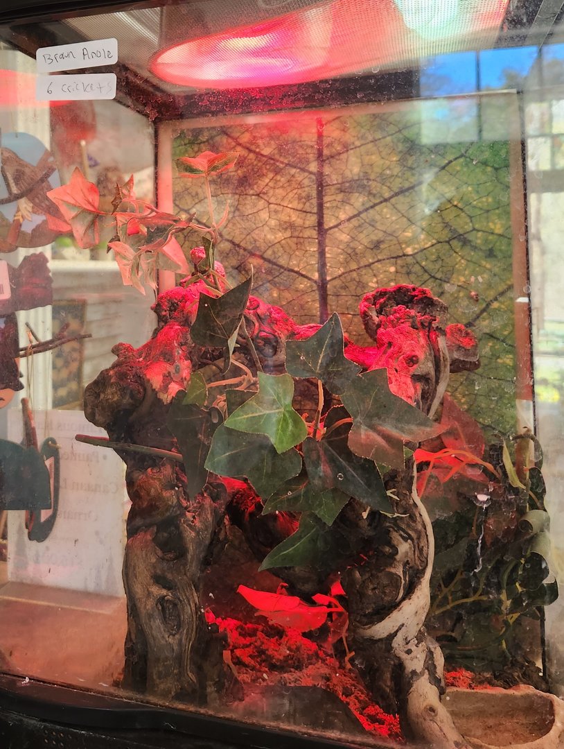 New Canaan Nature Center - Brown Anole exhibit