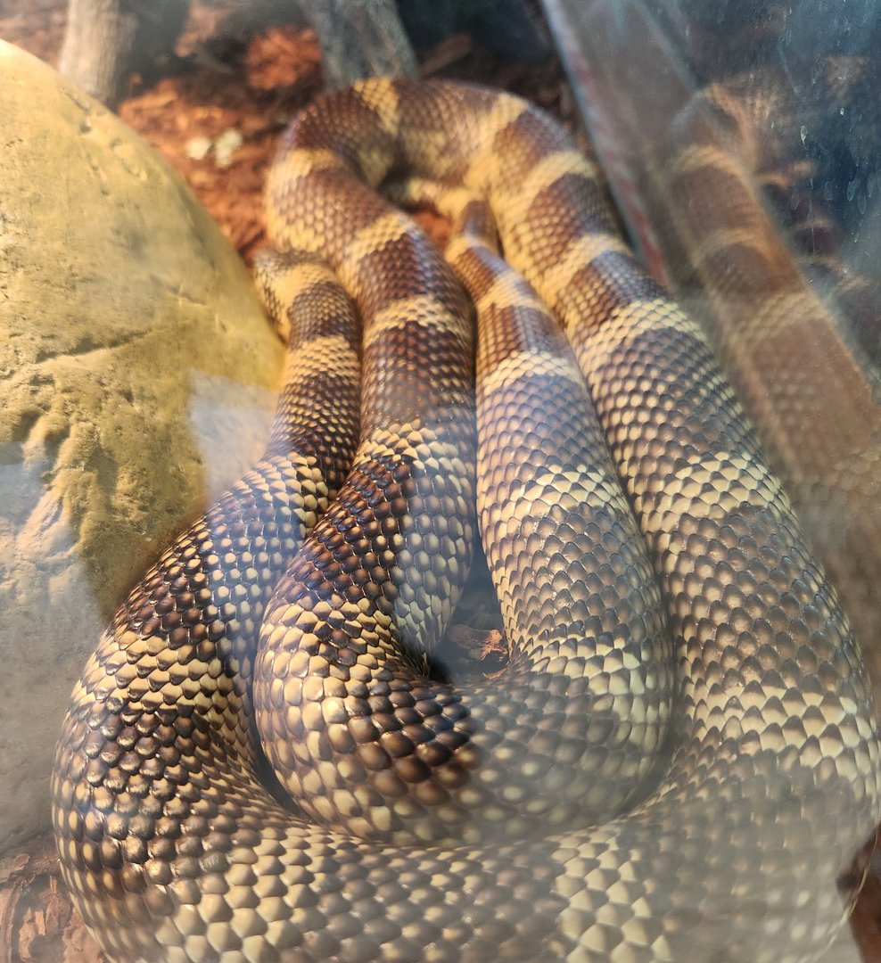 New Canaan Nature Center - King Snake