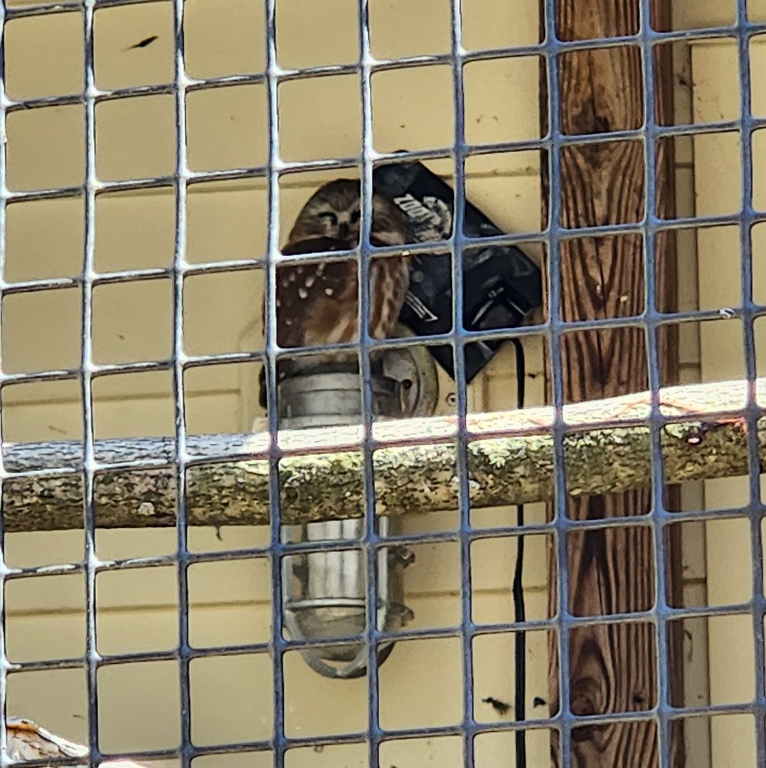 New Canaan Nature Center - Northern Saw-whet Owl