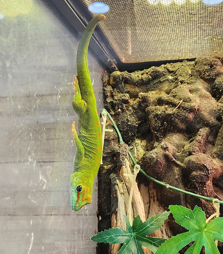 New Canaan Nature Center - Phelsuma grandis