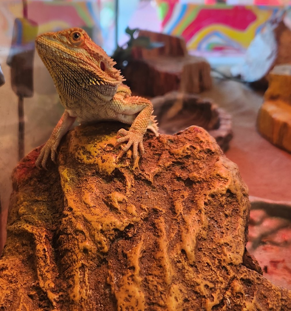 New Canaan Nature Center - Pogona vitticeps
