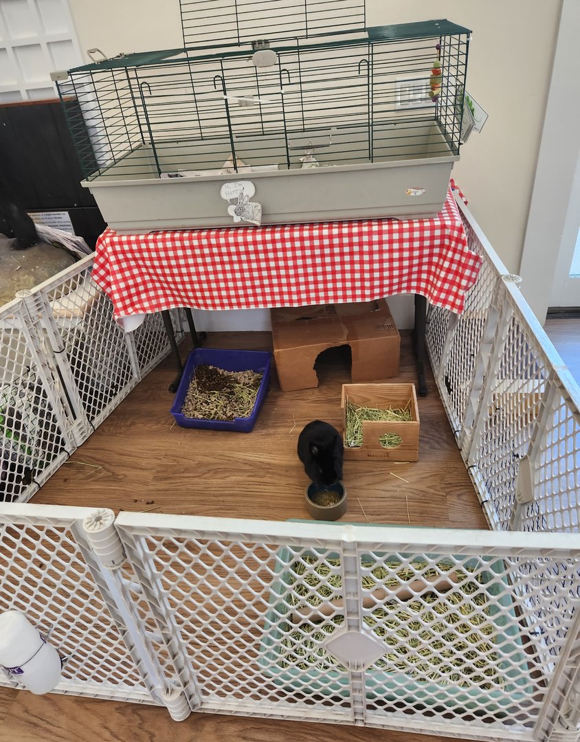 New Canaan Nature Center - Rabbit pen