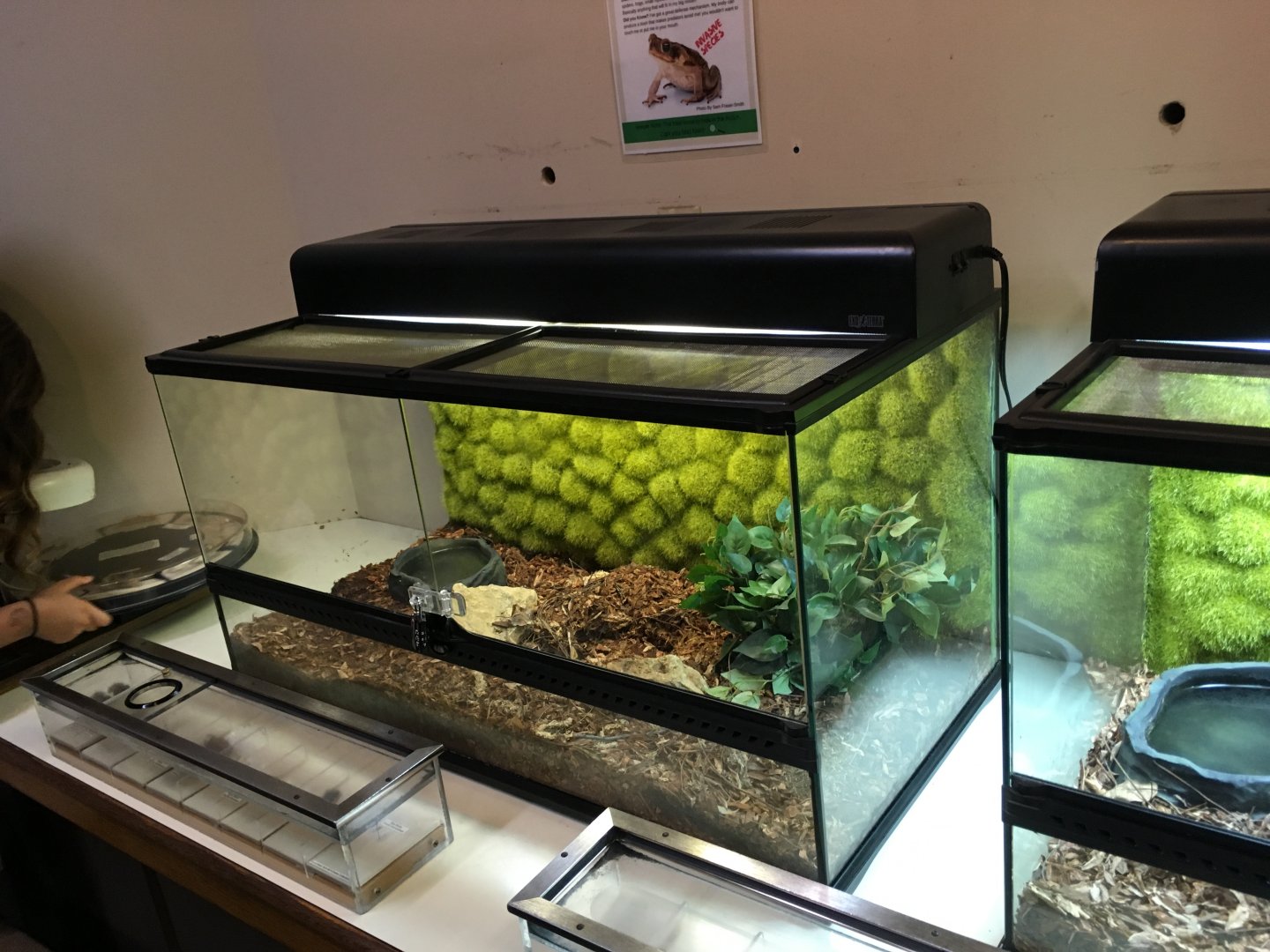 NEW Cane Toad Exhibit