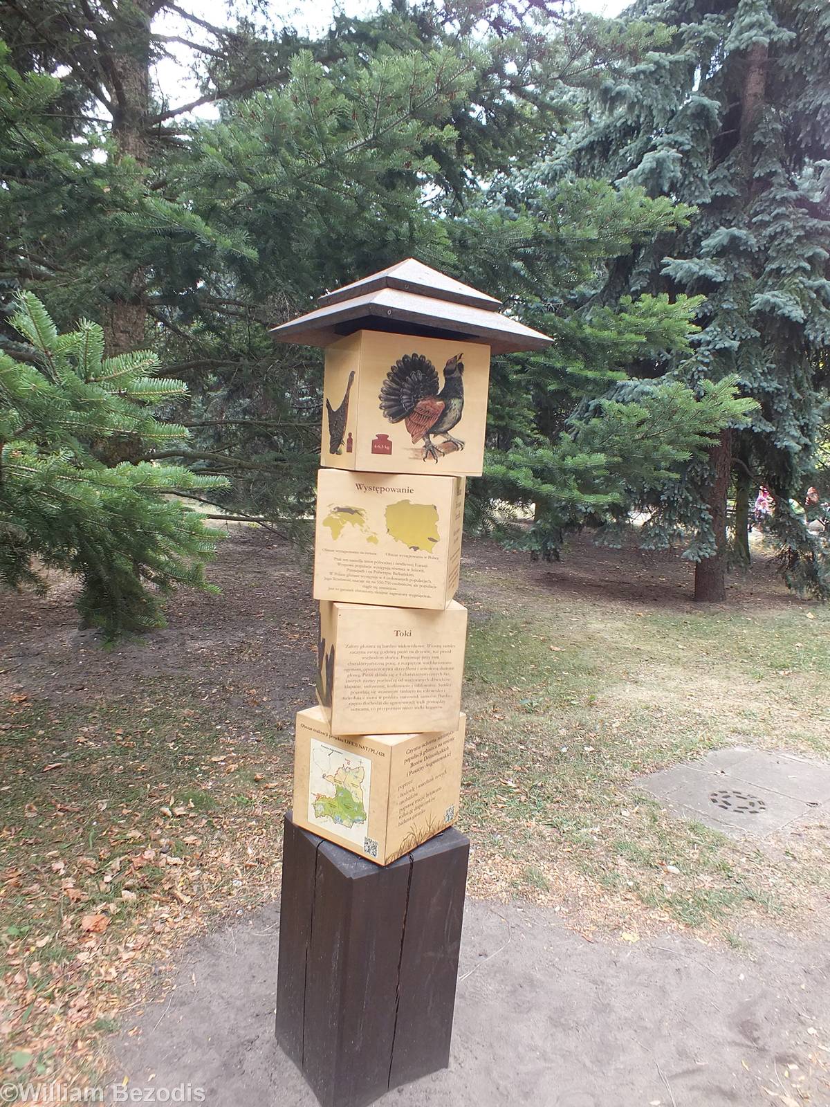 New Capercaillie Display