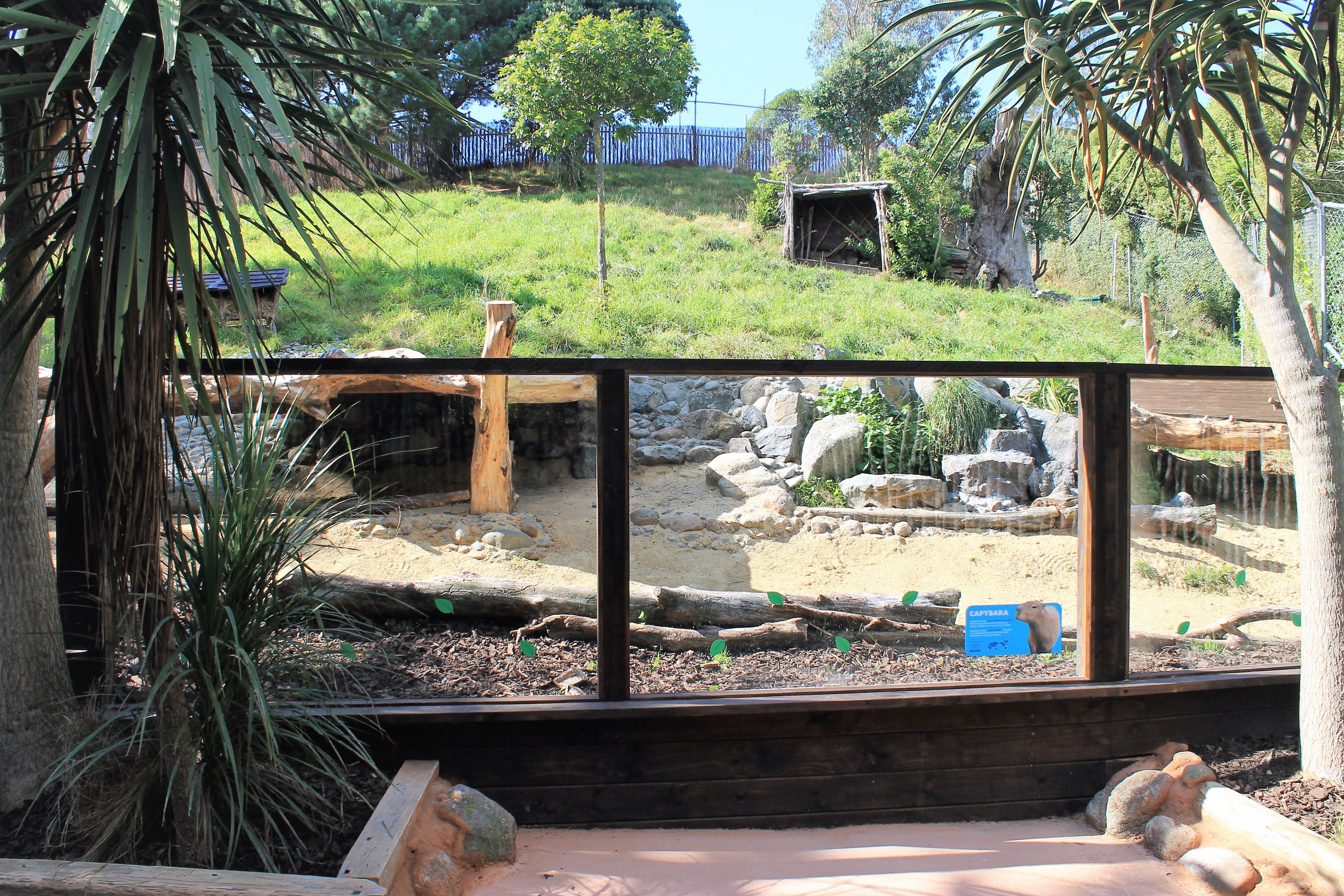 New Capybara Enclosure