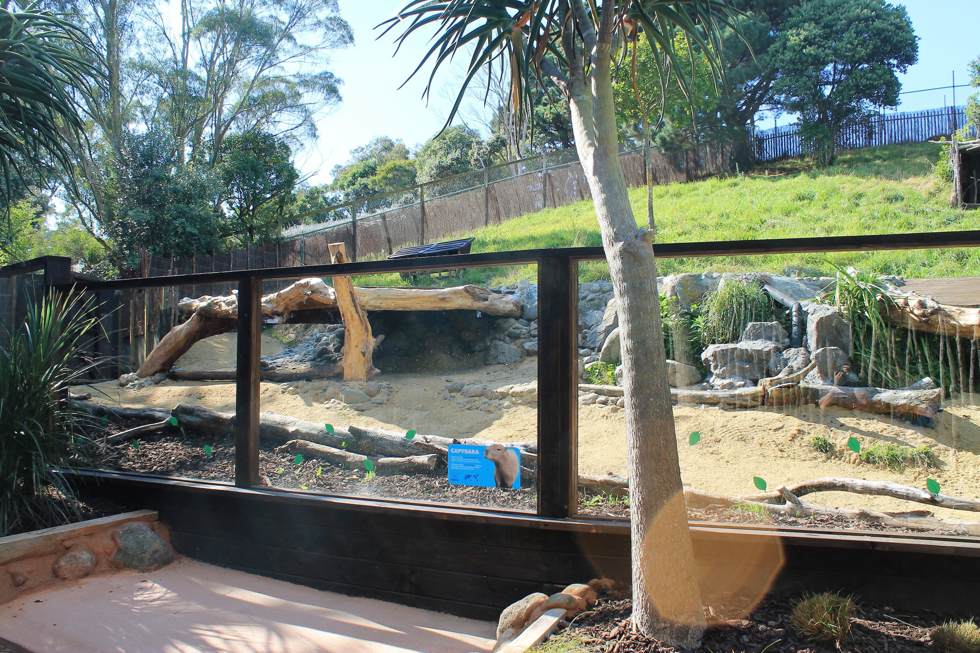 New Capybara Enclosure