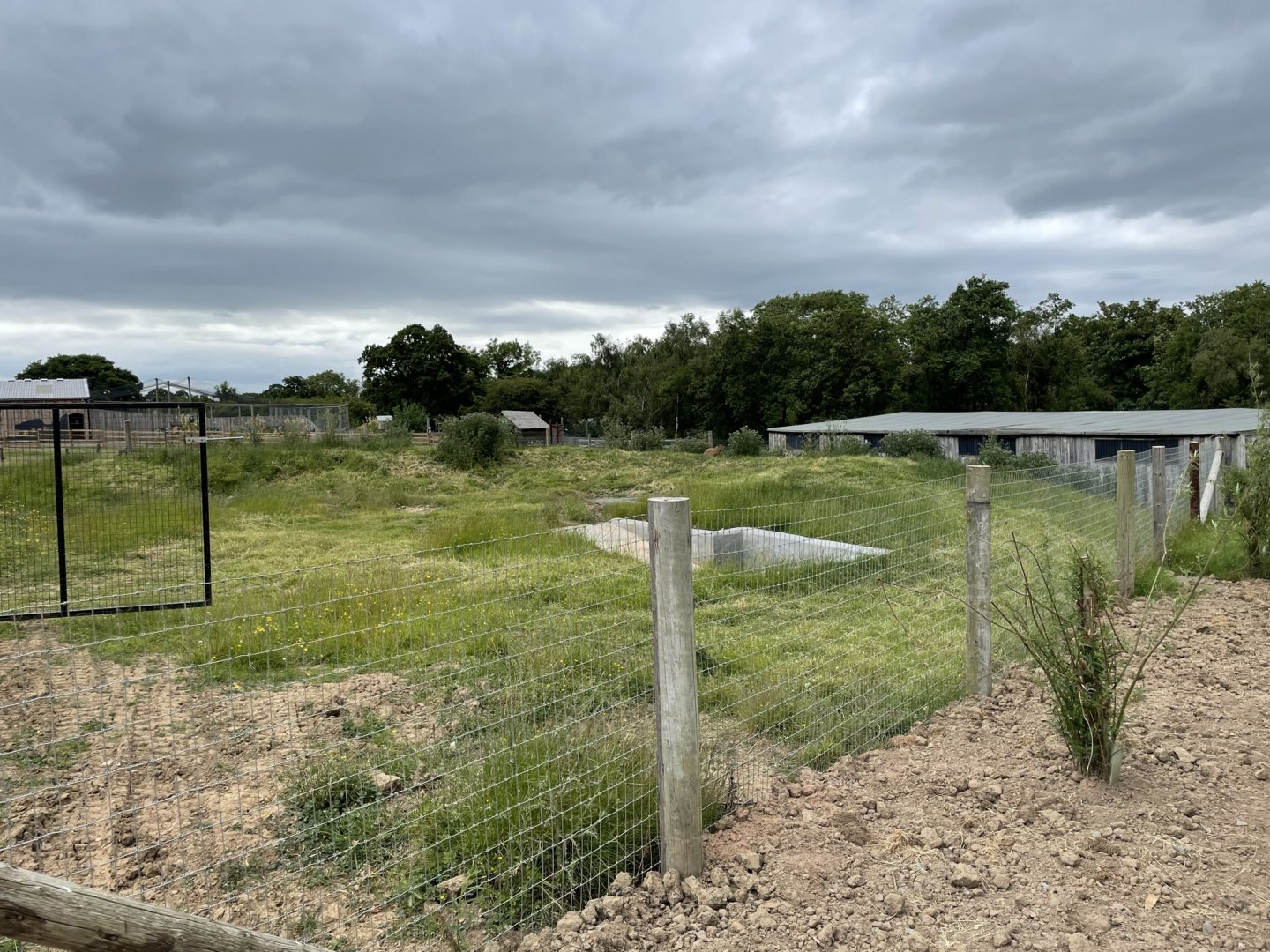 New capybara enclosure