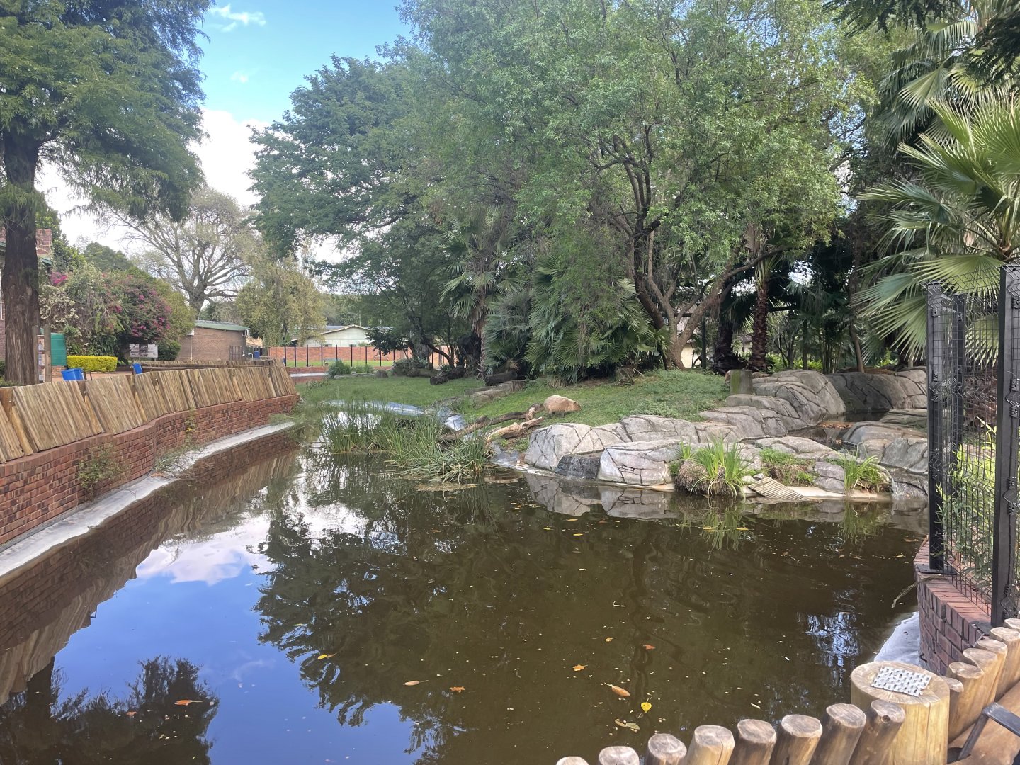 New Capybara Exhibit (Hydrochoerus hydrochaeris)