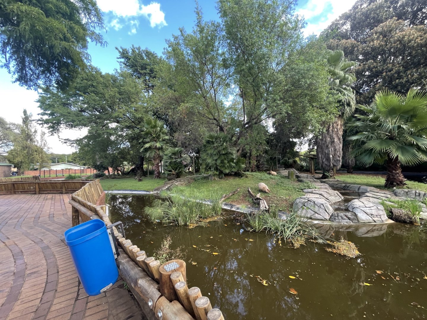 New Capybara Exhibit (Hydrochoerus hydrochaeris)
