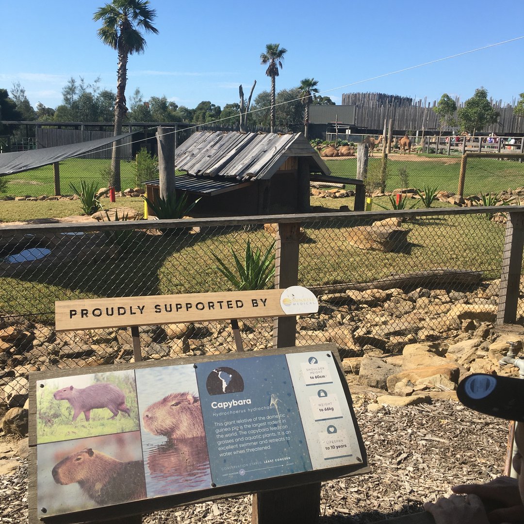 New Capybara exhibit