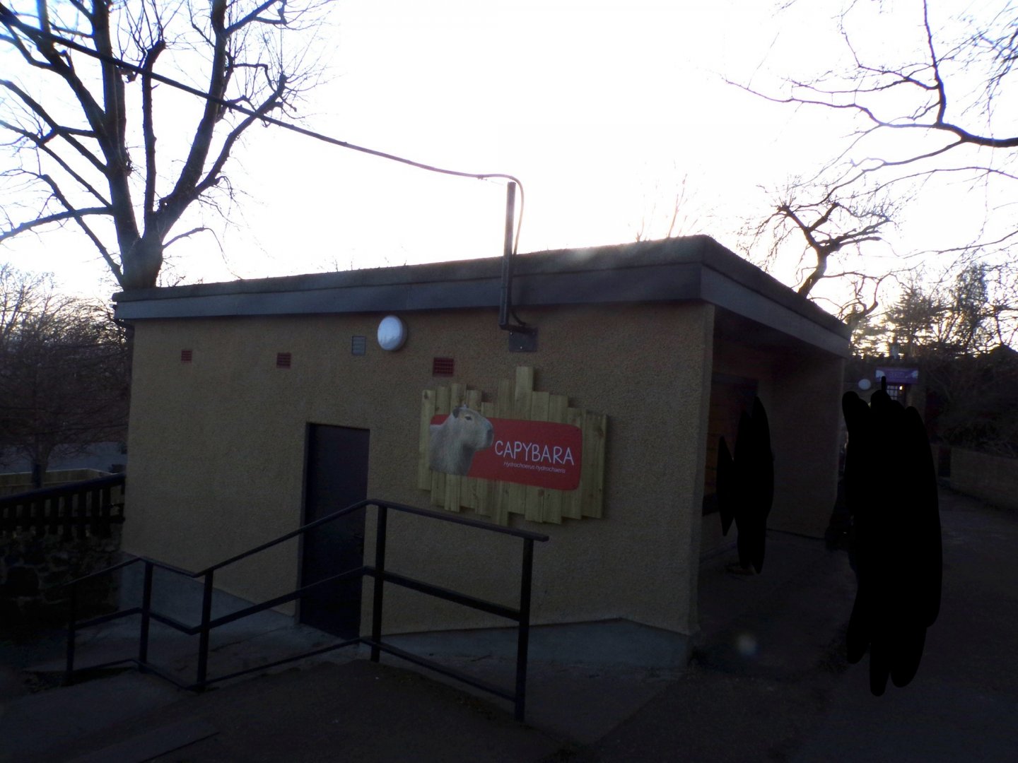 New capybara house 1.3.25