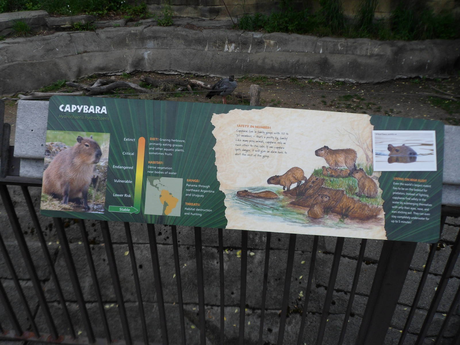 New Capybara Sign