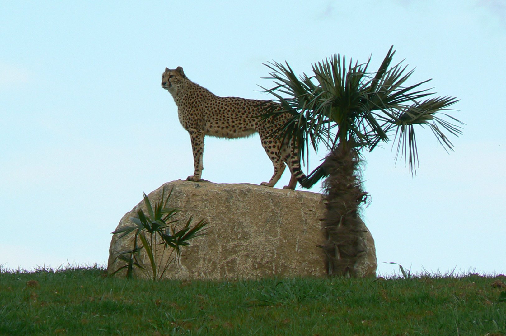 New carnivores crater - Female cheetahs on a rock