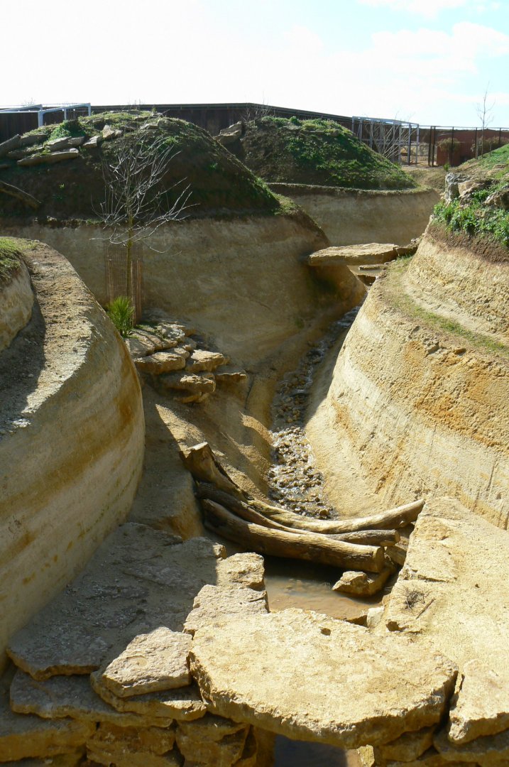 New carnivores crater - new african lion exhibit