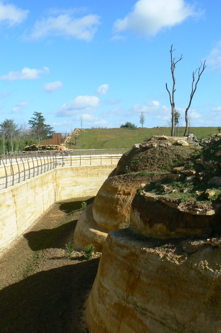 New carnivores crater - New african lions exhibit and new cheetahs exhibit behind