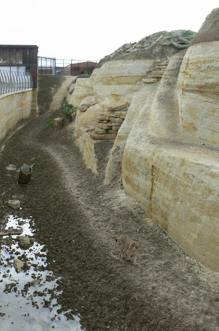 New carnivores crater - new african lions exhibit