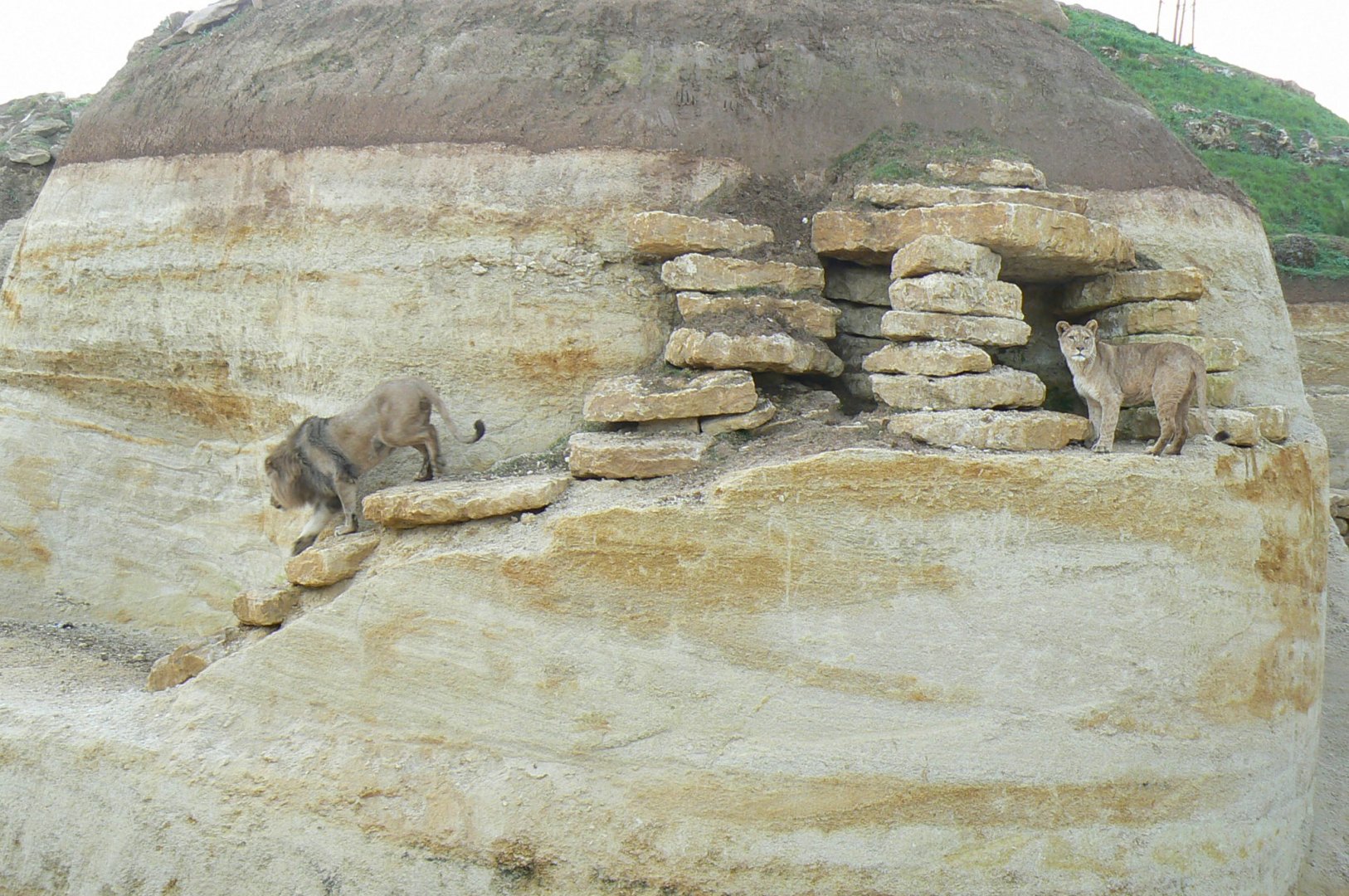 New carnivores crater - New african lions exhibit
